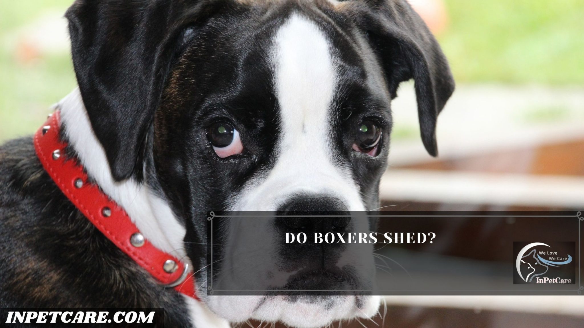 Do Boxers Shed? (11 Ways & 3 Tips To Control Its Shedding)