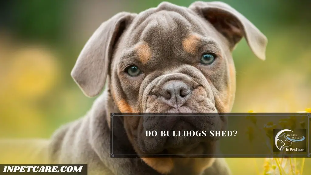 Do Bulldogs Shed?