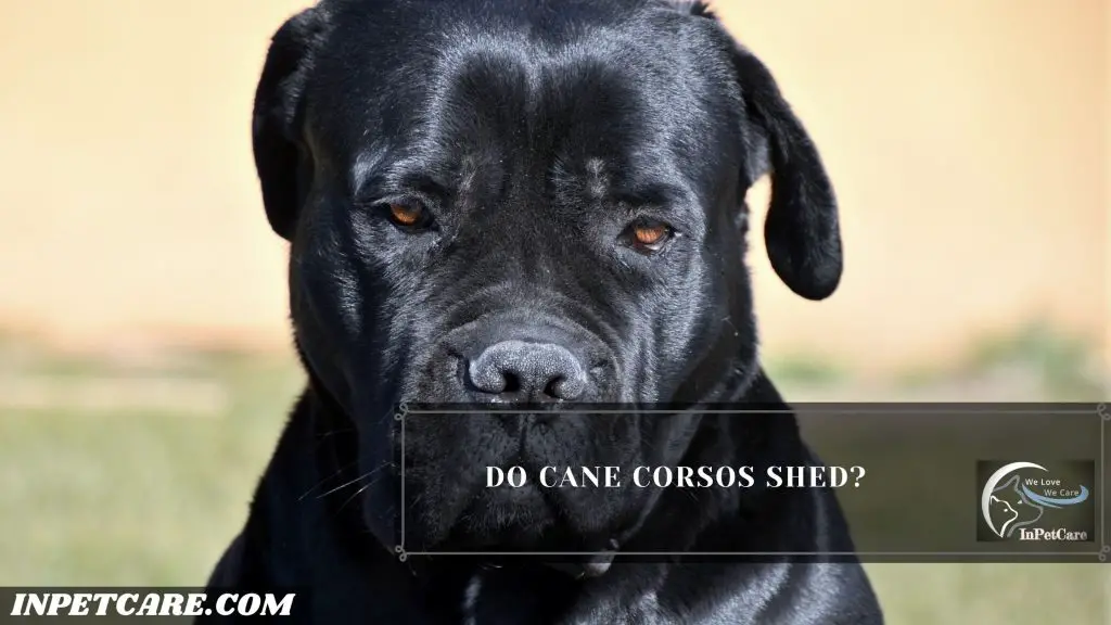 Do Cane Corsos Shed?