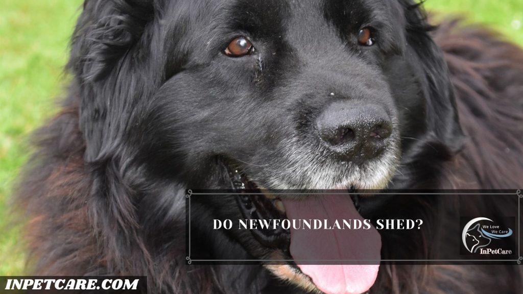 Do Newfoundlands Shed?