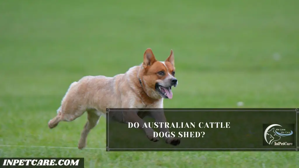 Do Australian Cattle Dogs Shed?