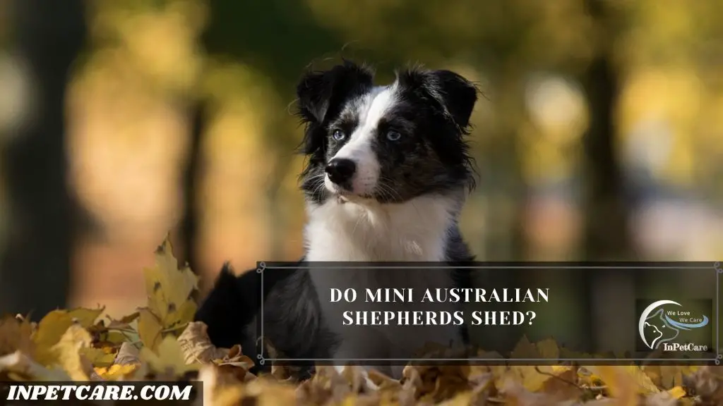 Do Mini Australian Shepherds Shed? 