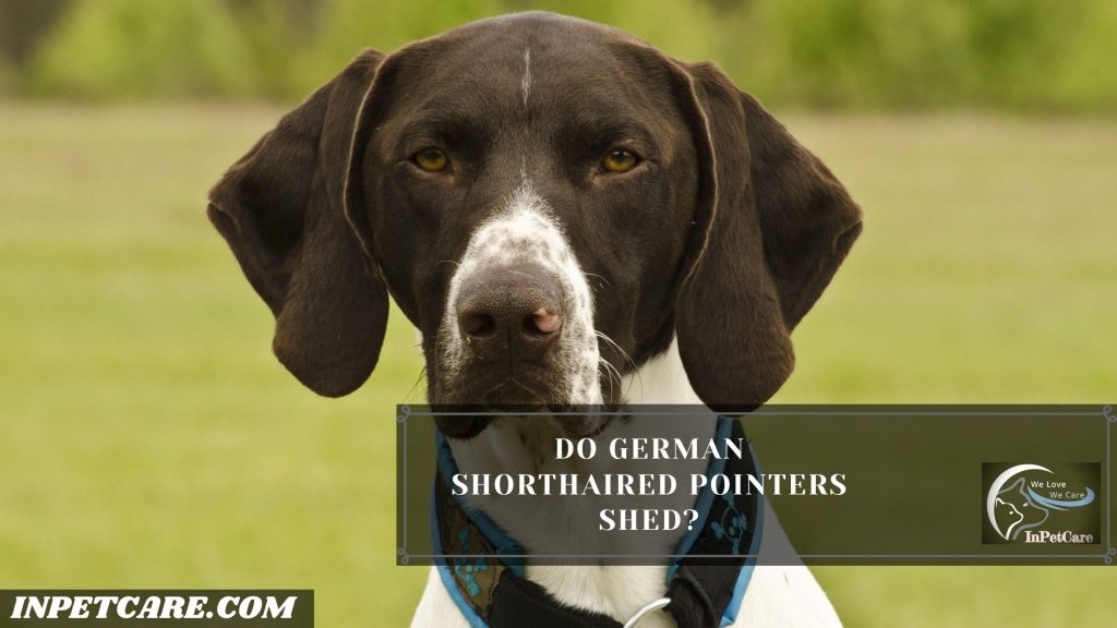 Do German Shorthaired Pointers Shed?