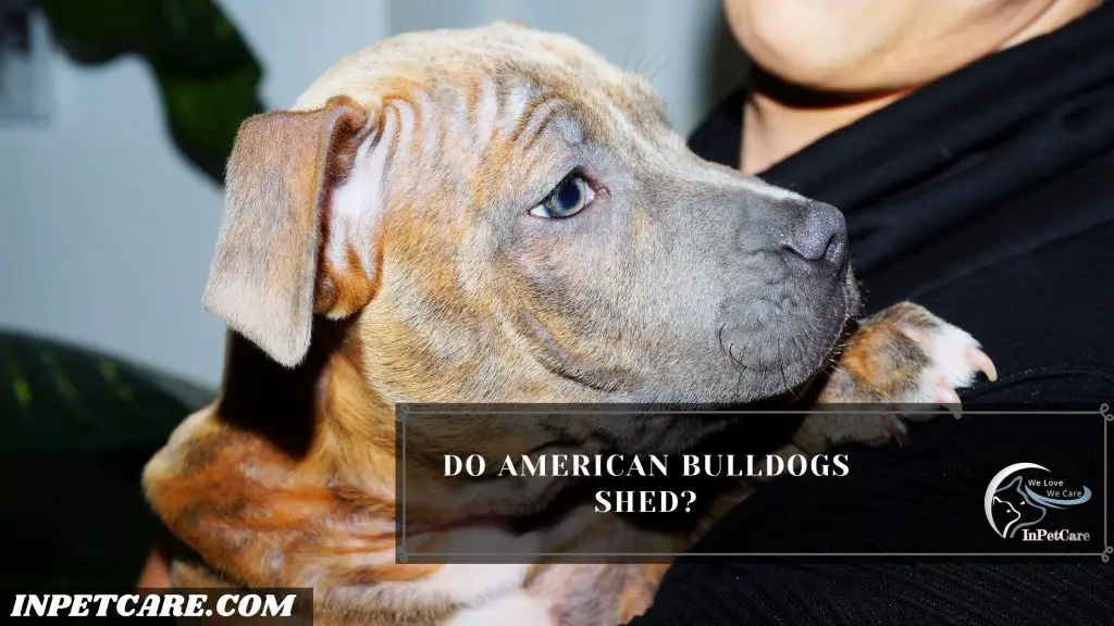 Do American Bulldogs Shed?