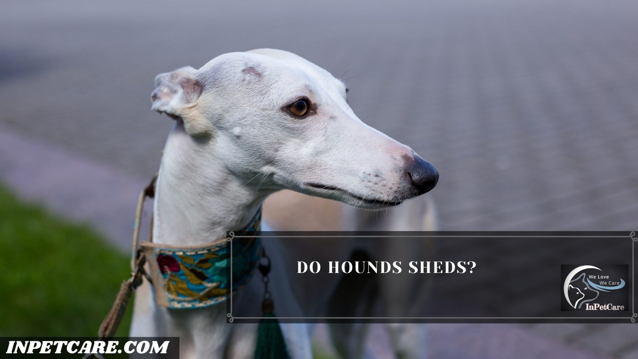 Do Hounds Shed? (Tips To Control Its Excessive Shedding)