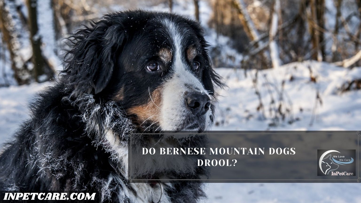 Do Bernese Mountain Dogs Drool? (Tips To Control Drooling)