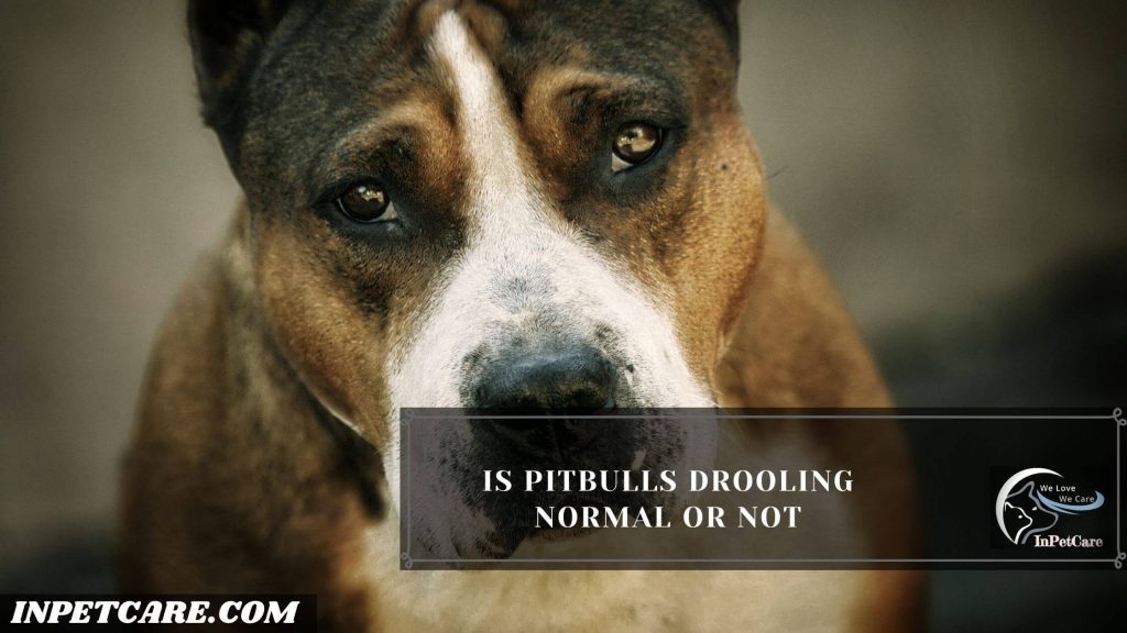 Do Pitbulls Drool a lot