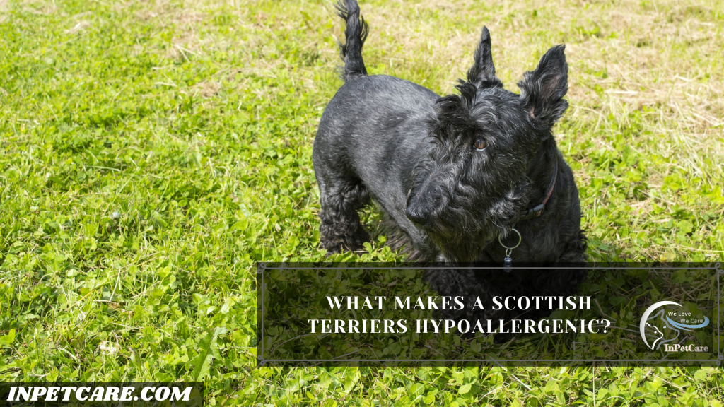 Are Scottish Terriers Hypoallergenic?