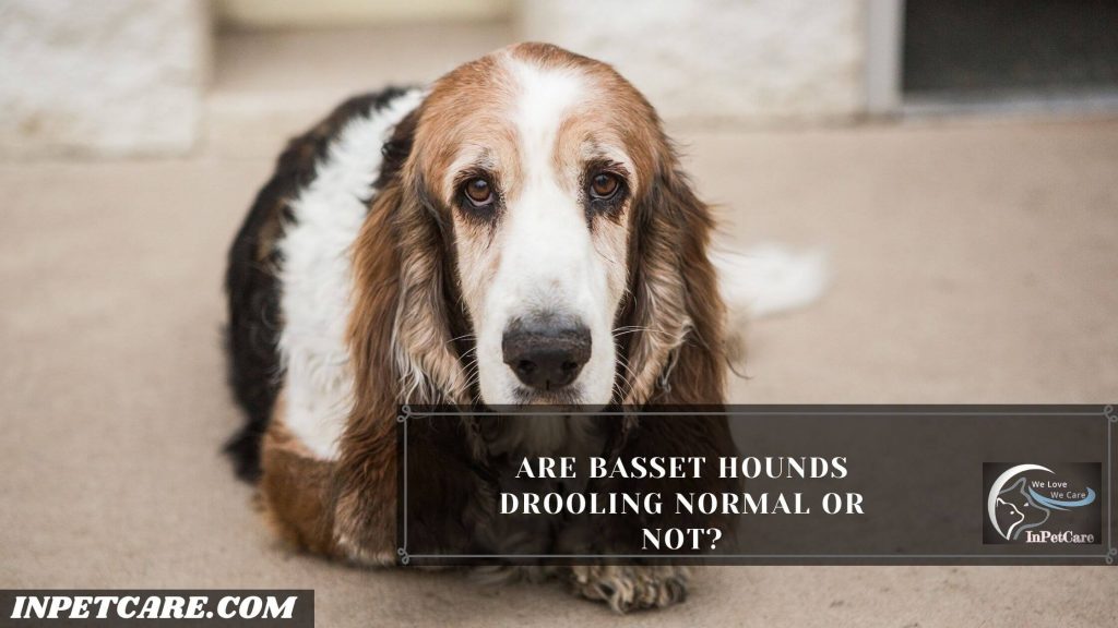 Do Basset Hounds Drool a lot