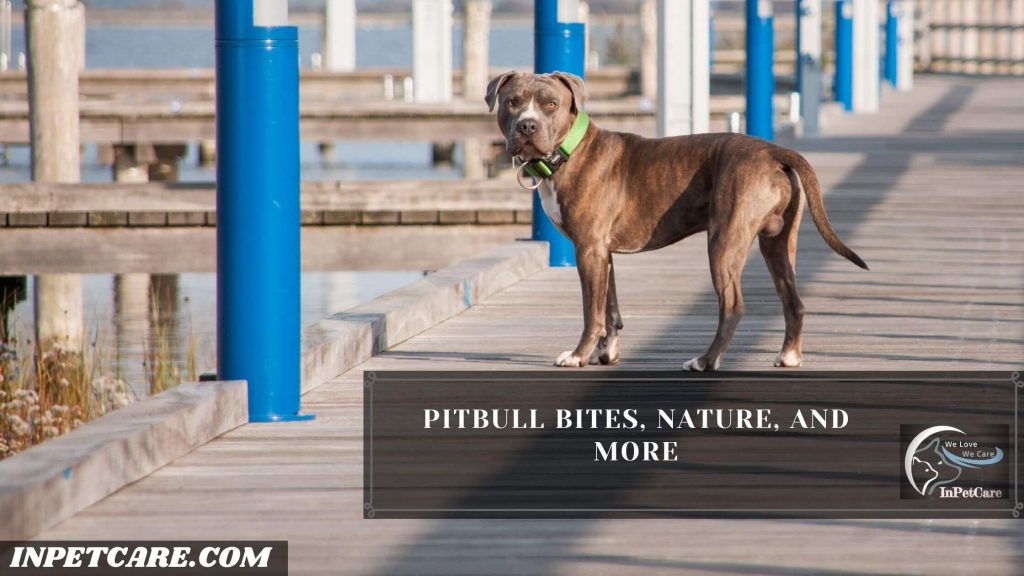 Are Pitbulls Safe