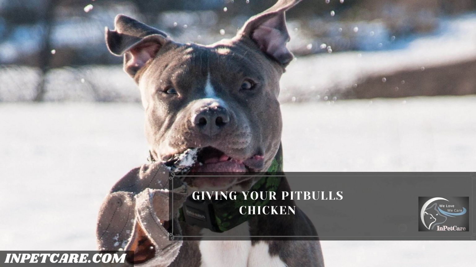 Can Pitbulls Eat Chicken? How Much?