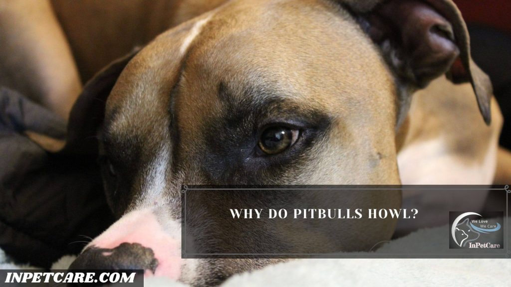 Do Pitbull Howl