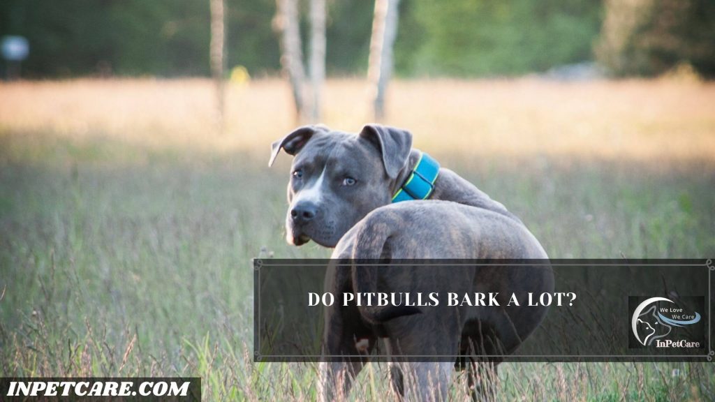 Do Pitbulls Bark A Lot, Why Do Pitbulls Bark A Lot