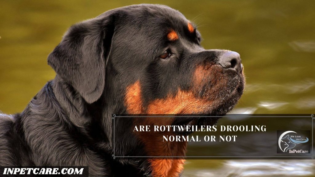 Do Rottweilers Drool?