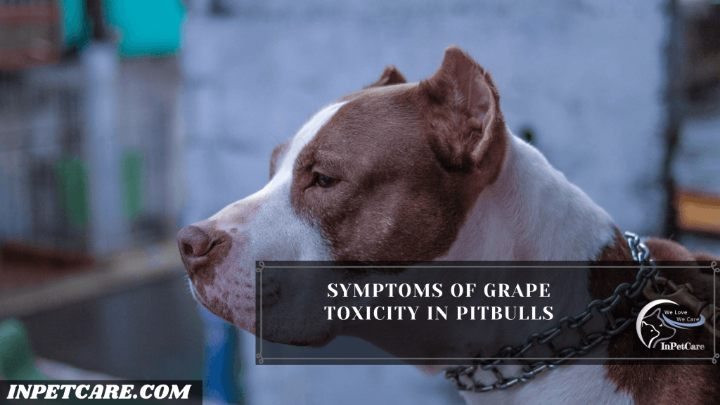 Can Pitbulls Eat Grapes & Raisins?