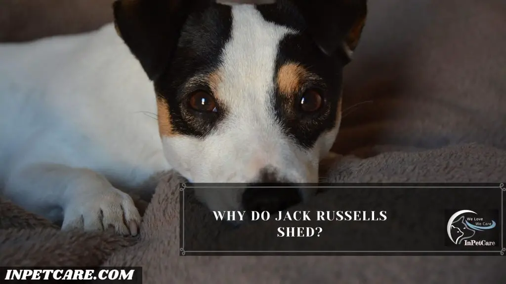 Do Jack Russells Shed?