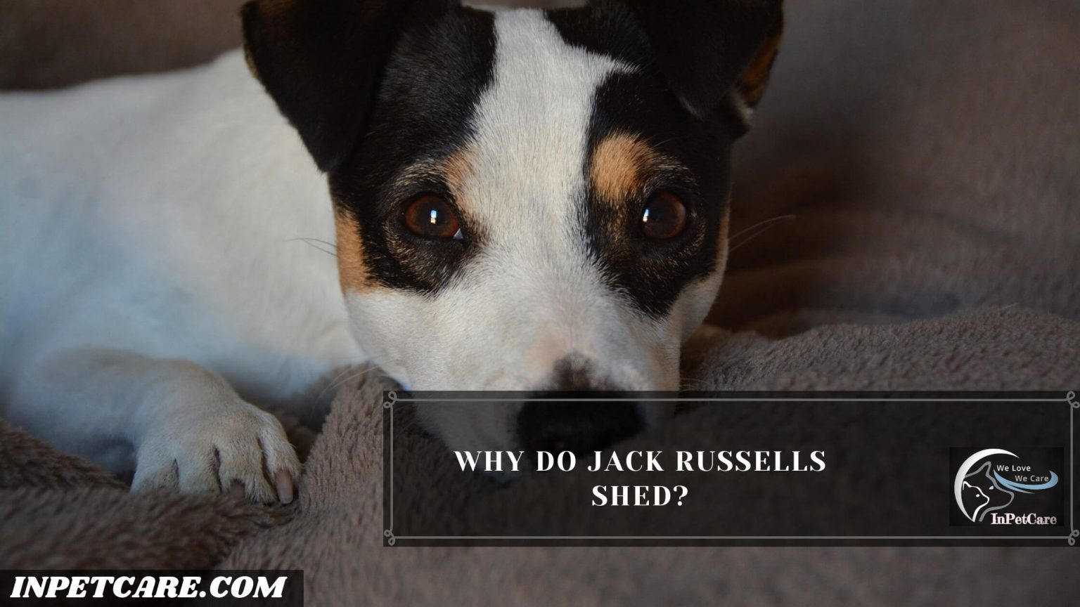 Do Jack Russells Shed? (3 Tips To Control Its Shedding)