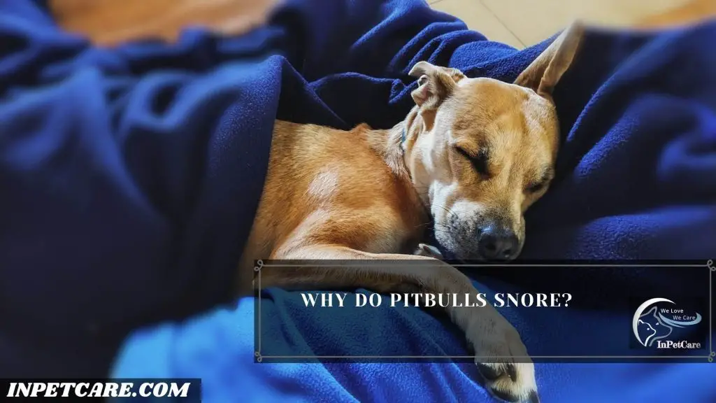 Why Do Pitbulls Snore?