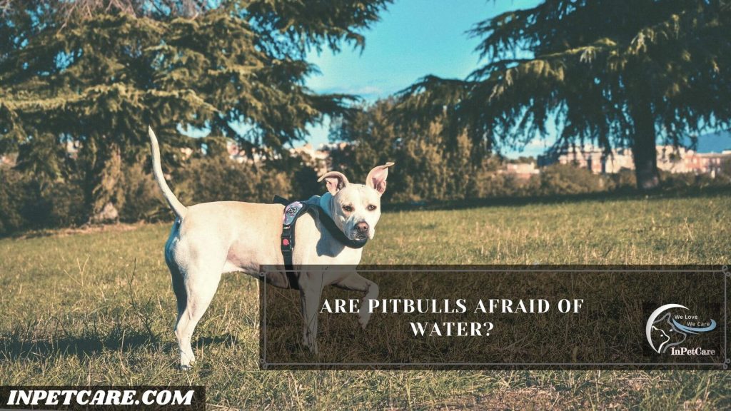 Do Pitbulls Like Water?