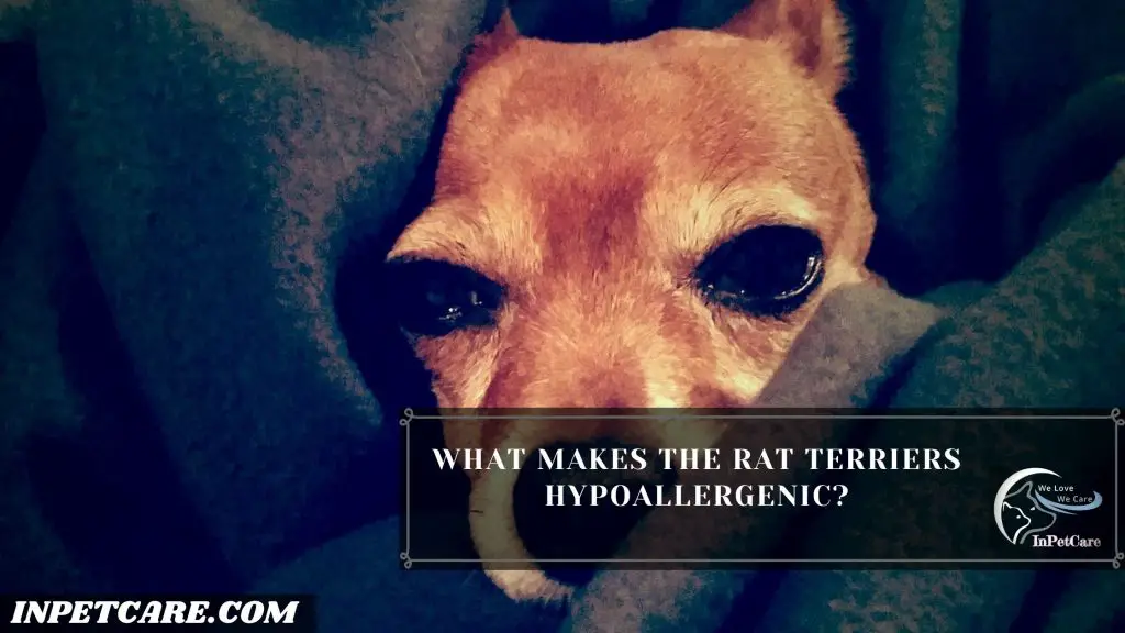 Are Rat Terriers Hypoallergenic?