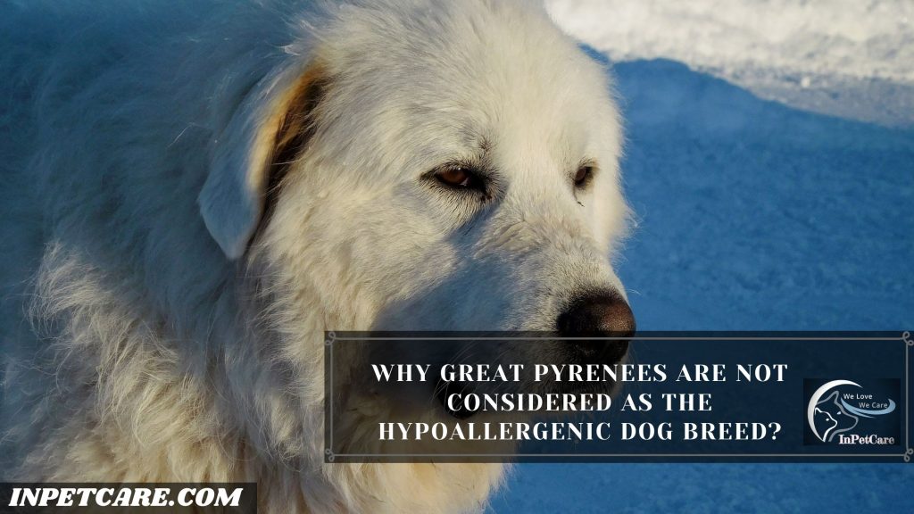 Are Great Pyrenees Hypoallergenic?