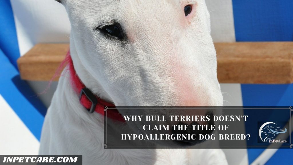 Are Bull Terriers Hypoallergenic?