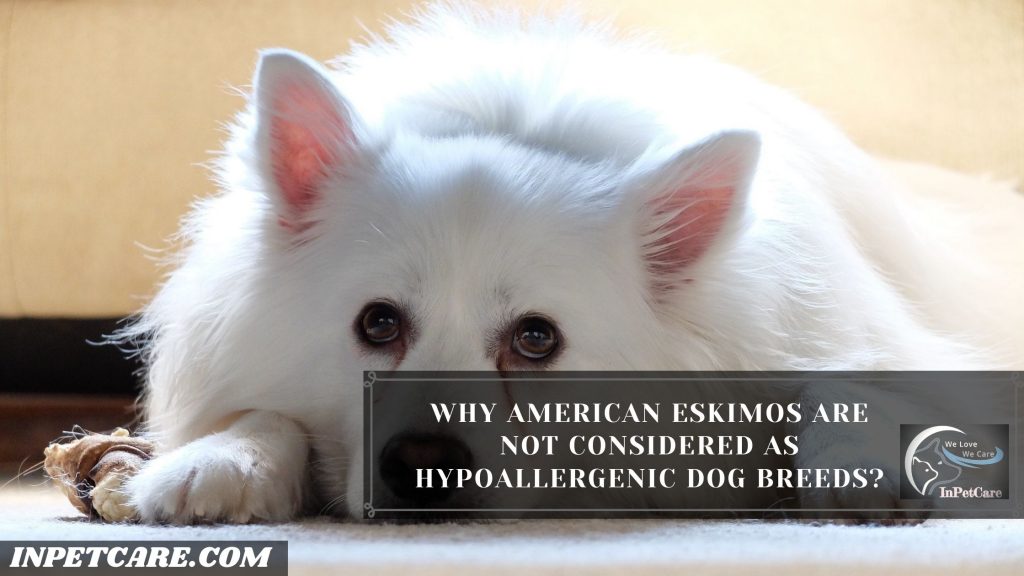 Are American Eskimos Hypoallergenic?