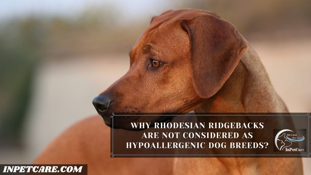 Are Rhodesian Ridgebacks Hypoallergenic?