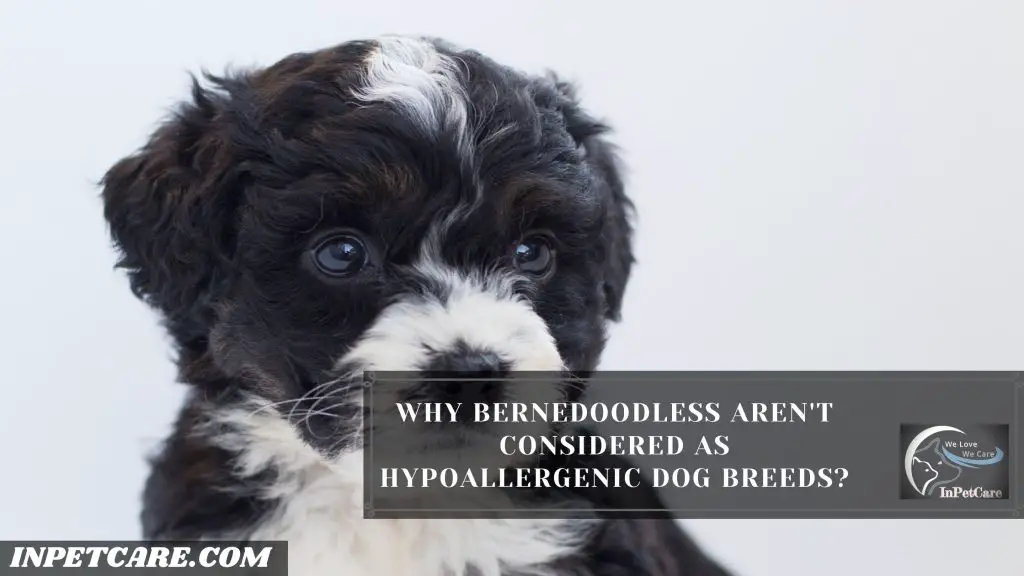 Are Bernedoodles Hypoallergenic