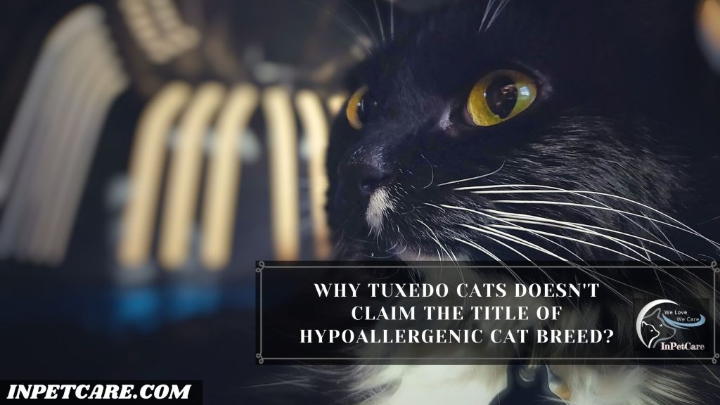 Are Tuxedo Cats Hypoallergenic? Tips For Allergic Families