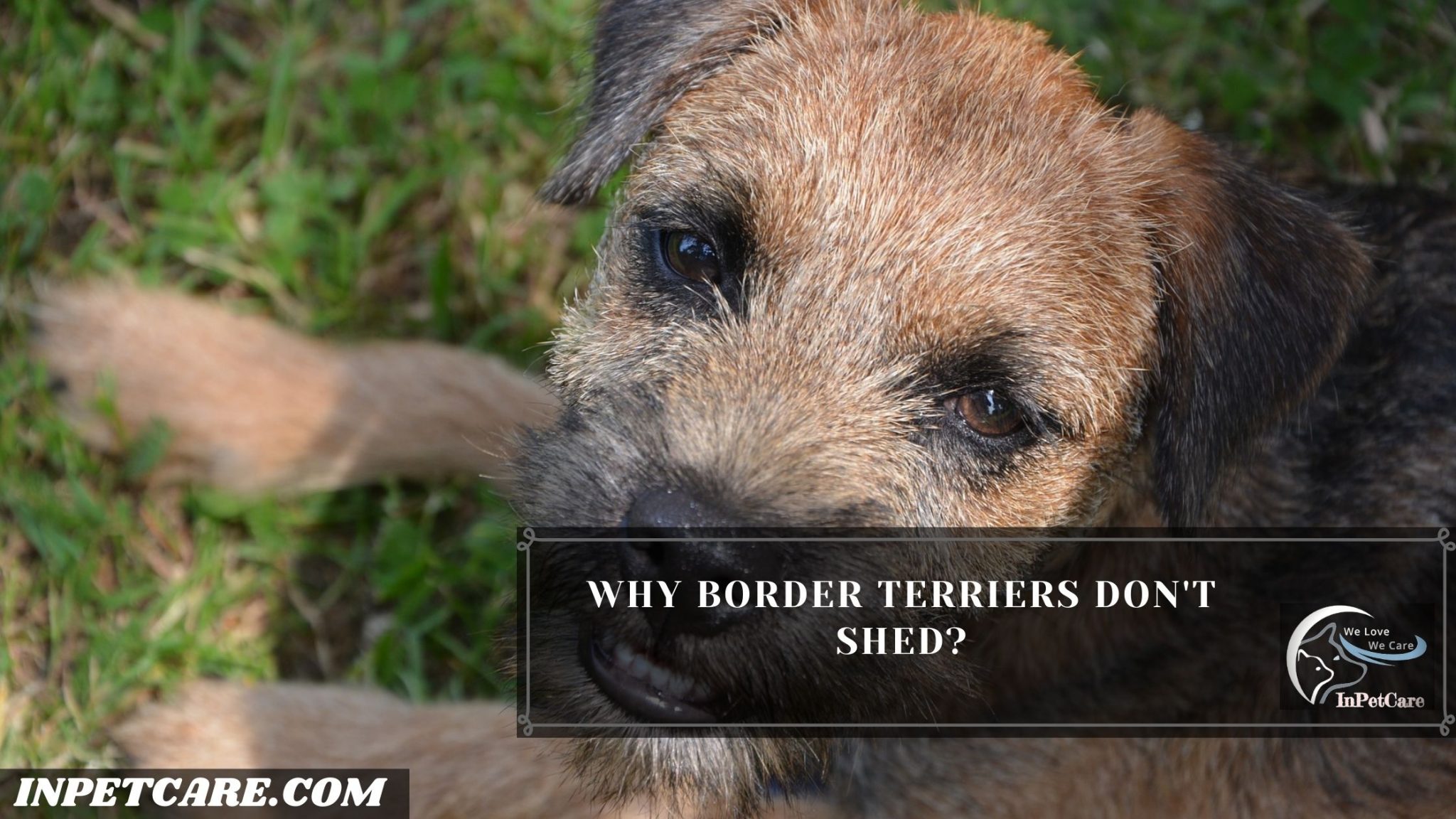 Do Border Terriers Shed? Tips To Prevent Excessive Shedding