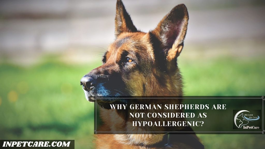 Are German Shepherds Hypoallergenic?
