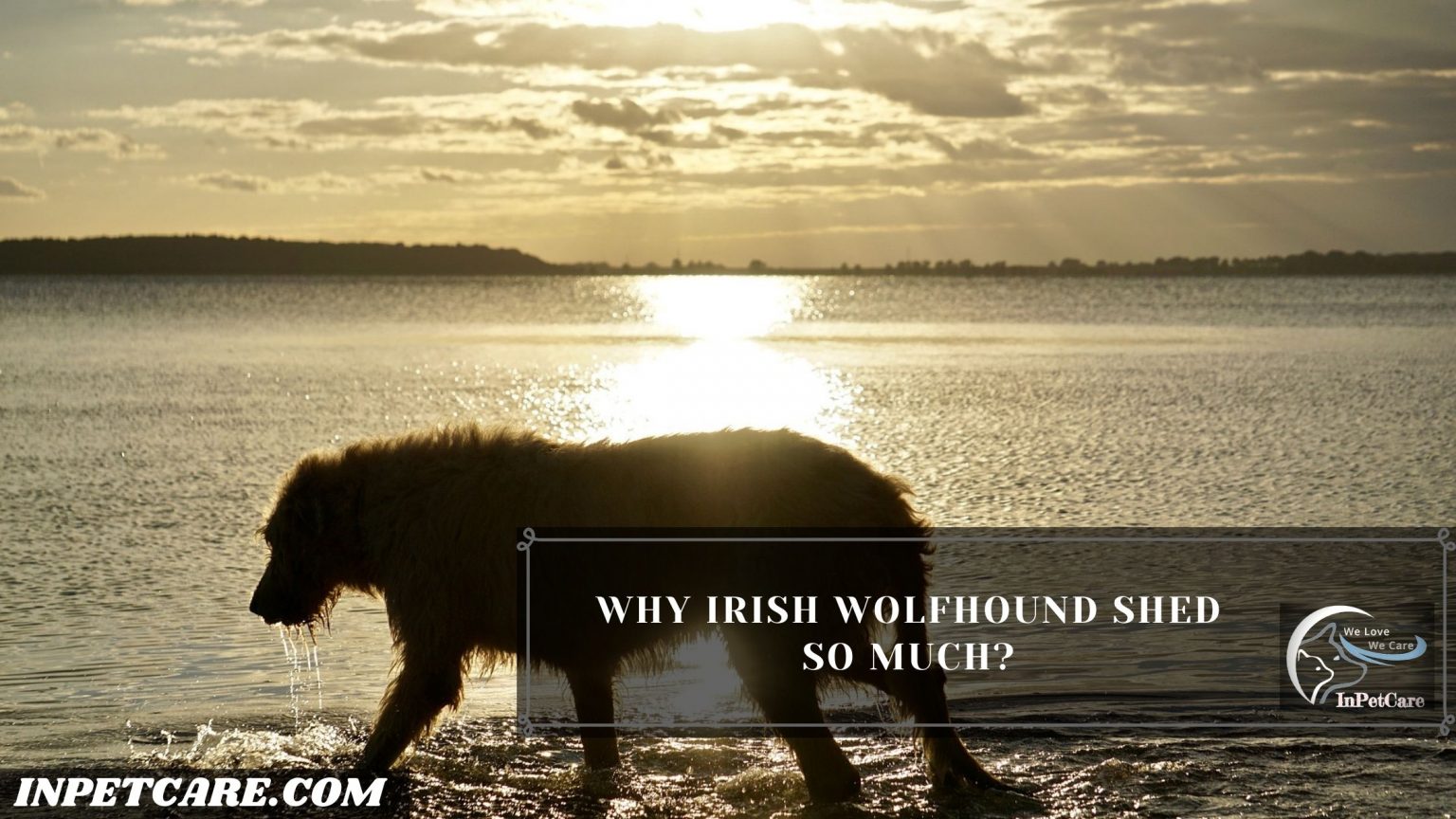 Do Irish Wolfhounds Shed? (Tips To Control Its Shedding)