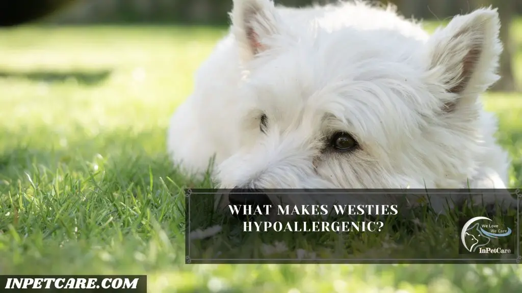 Are Westies Hypoallergenic?