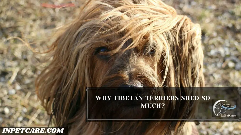 Do Tibetan Terriers Shed?