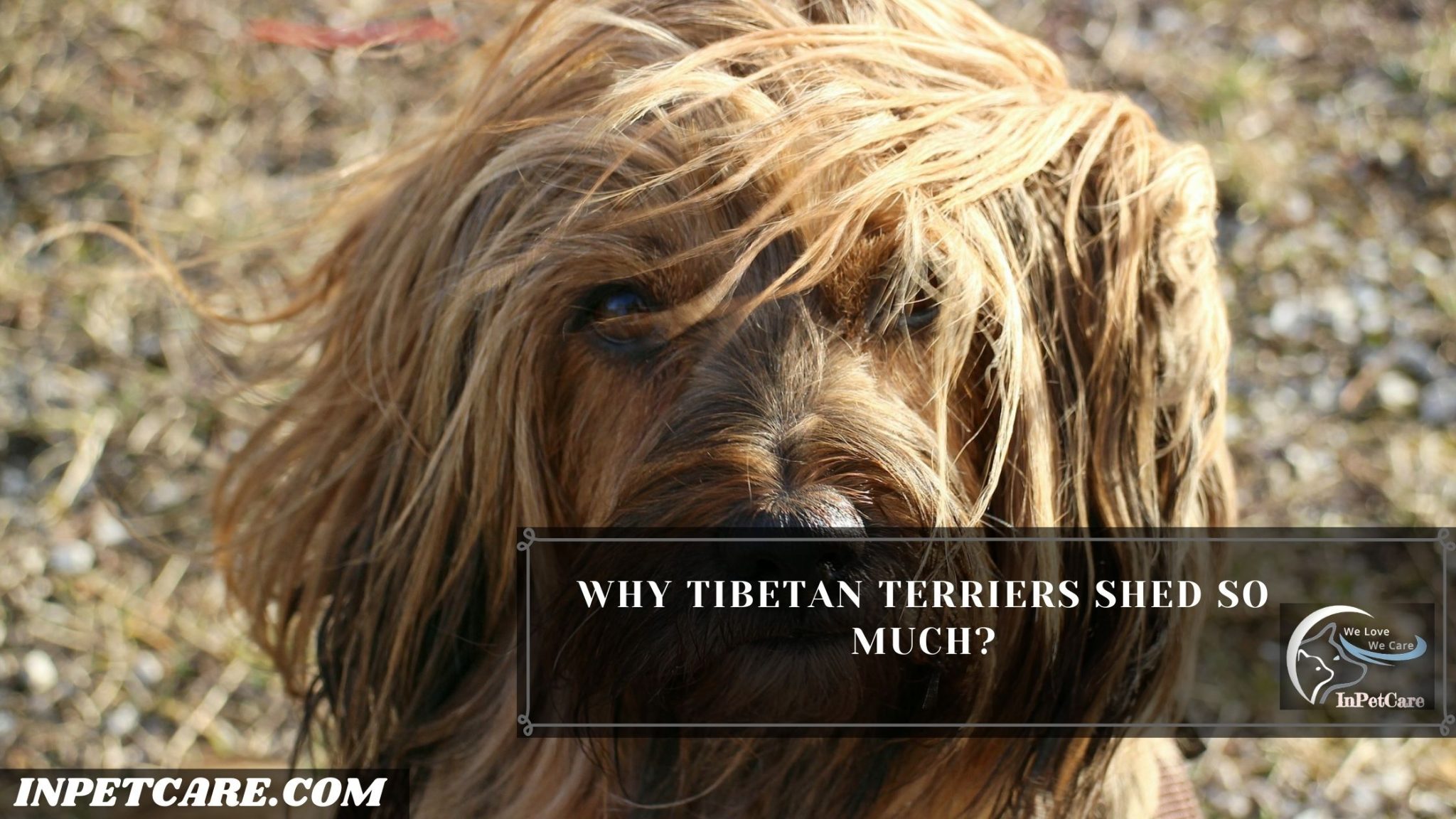 Do Tibetan Terriers Shed? (Tips To Control Its Shedding)