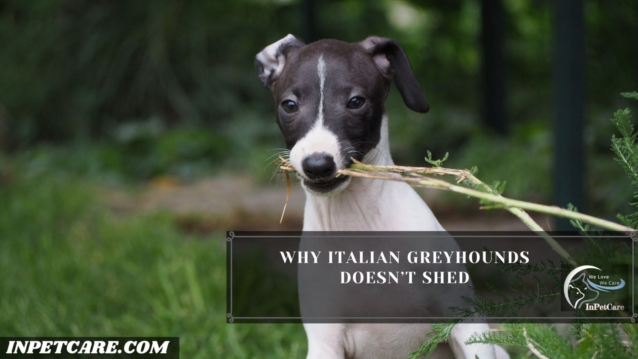 Do Italian Greyhounds Shed? (Tips To Control Its Shedding)