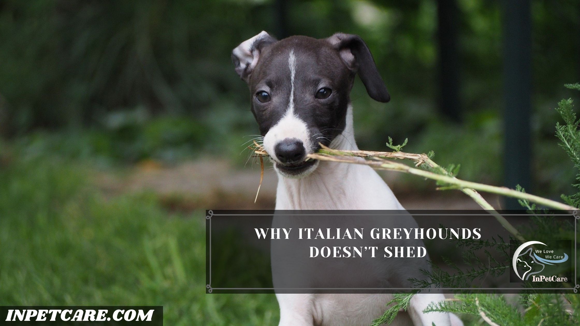 Do Italian Greyhounds Shed? (Tips To Control Its Shedding)