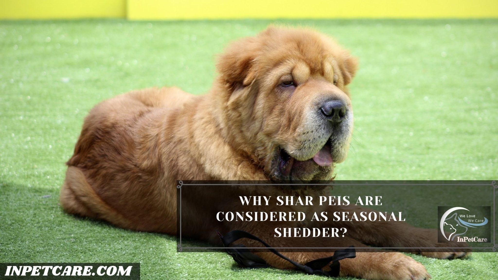 Do Shar Peis Shed? (Tips To Control Its Shedding)