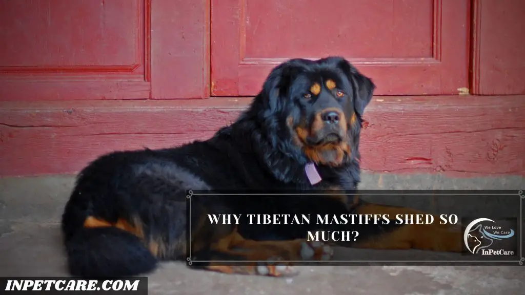 Do Tibetan Mastiffs Shed?