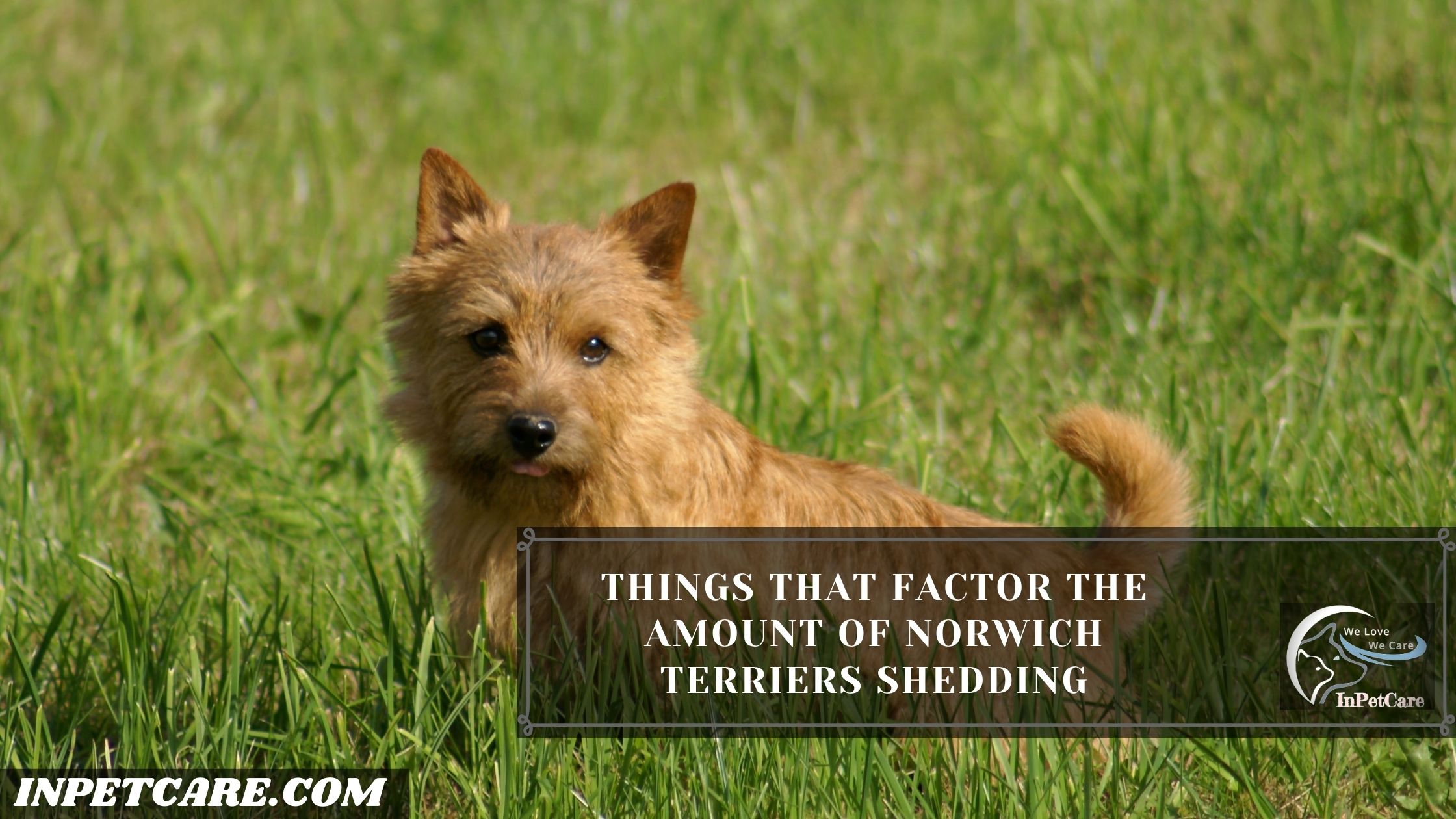 Do Norwich Terriers Shed? Tips To Control Its Shedding