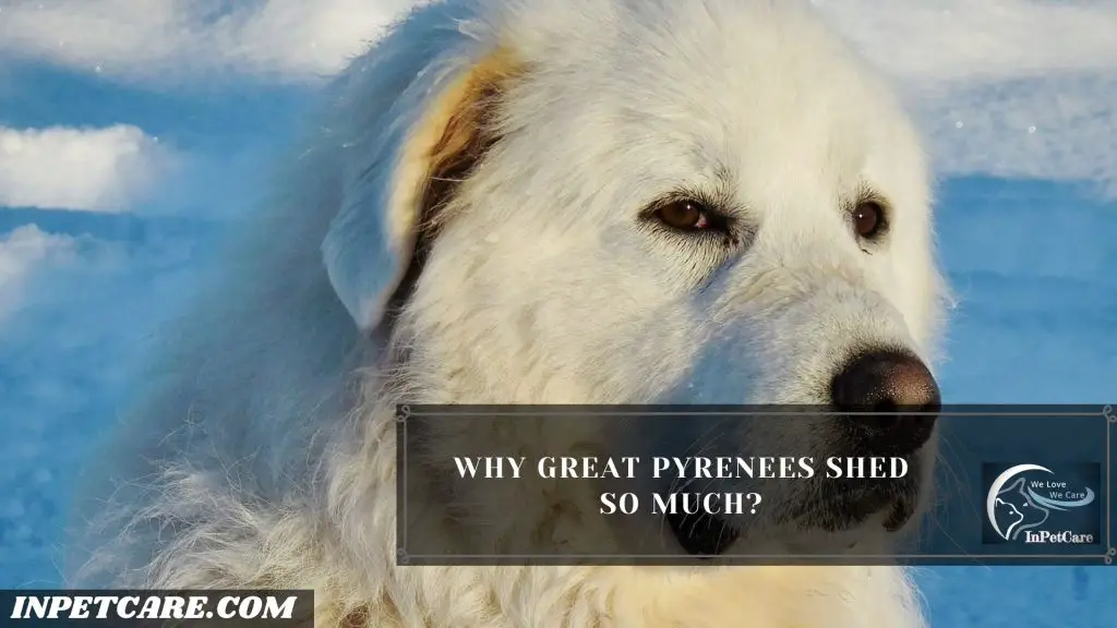 Do Great Pyrenees Shed A Lot?