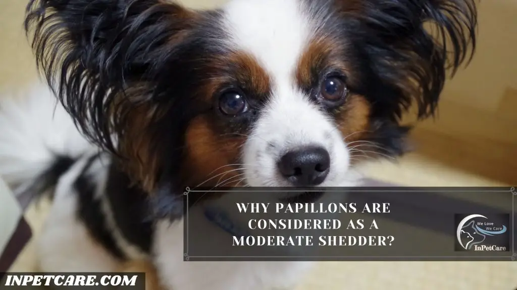 Do Papillons Shed?