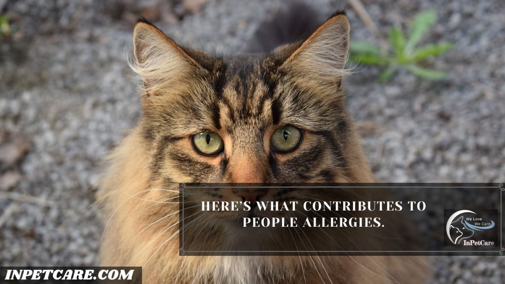 Are Norwegian Forest Cats Hypoallergenic Inpetcare