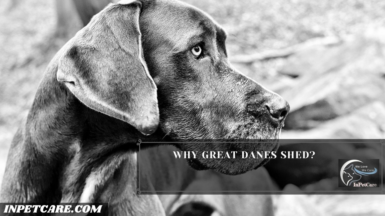 Do Great Danes Shed? (Tips To Control Its Shedding)