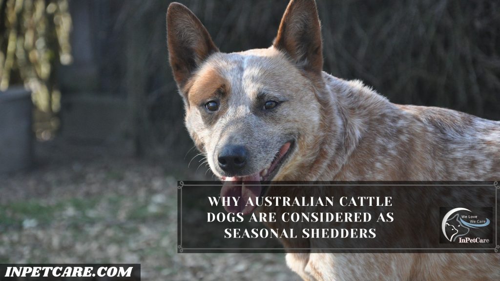 Do Australian Cattle Dogs Shed?