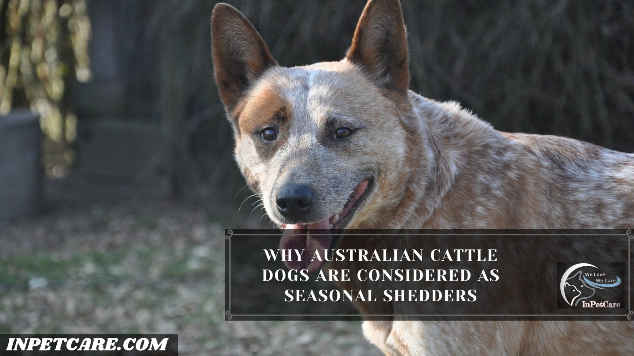 Do Australian Cattle Dogs Shed? Tips To Control Its Shedding