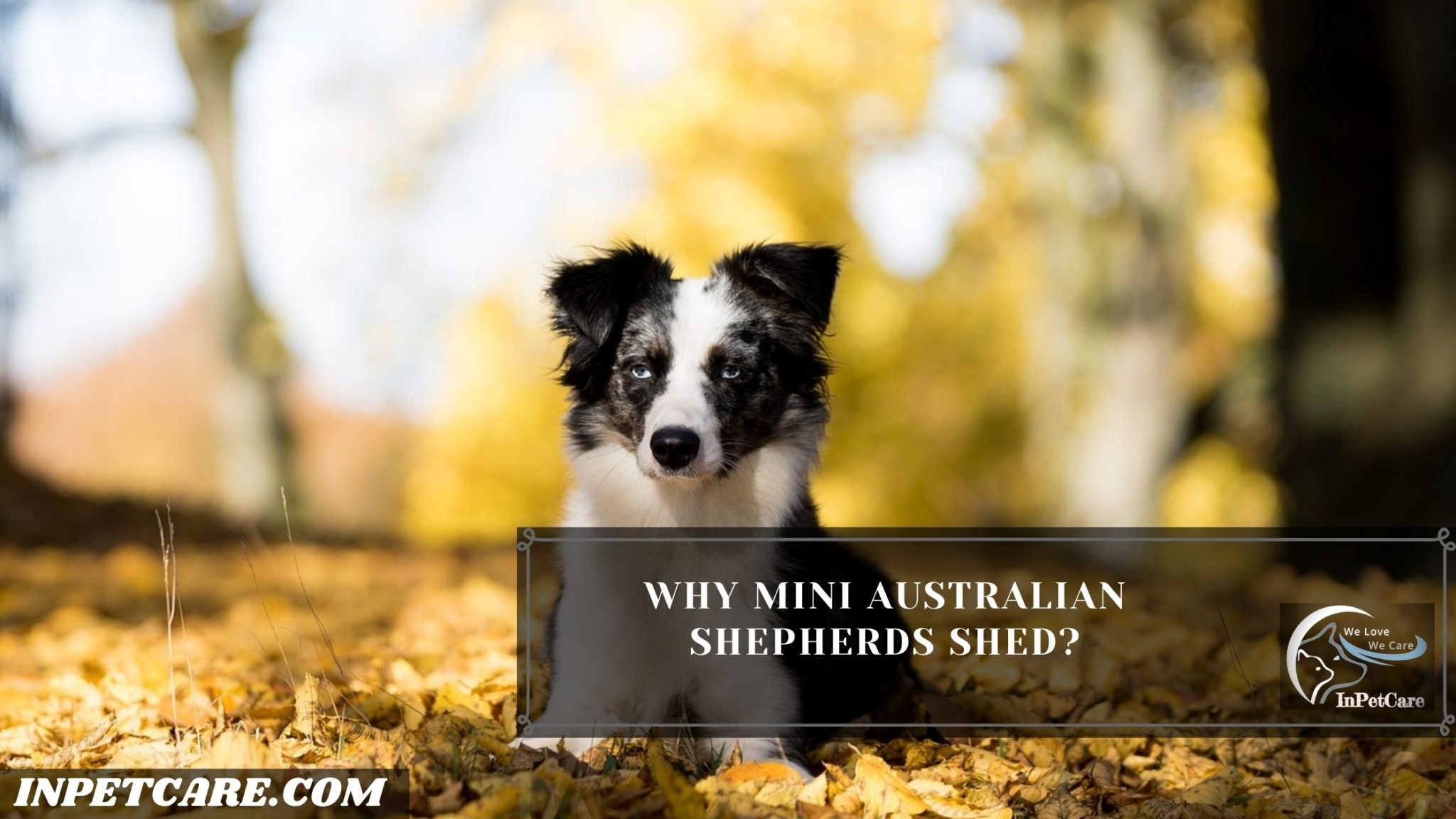 Do Mini Australian Shepherds Shed? A Complete Guide