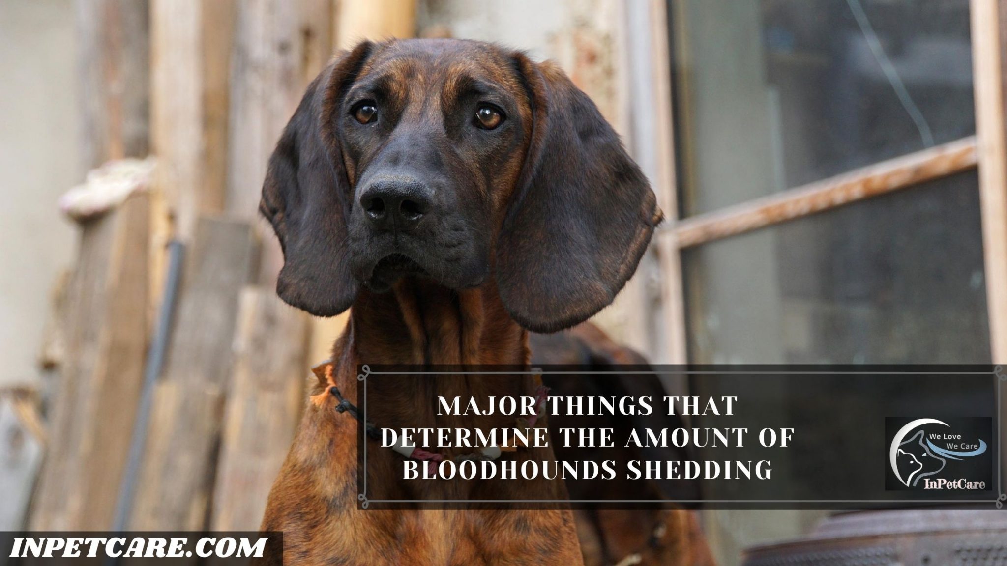 Do Bloodhounds Shed? Tips To Control Its Excessive Shedding
