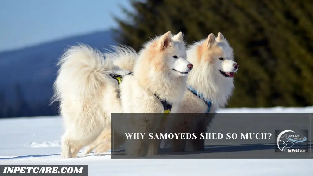 Do Samoyeds Shed?